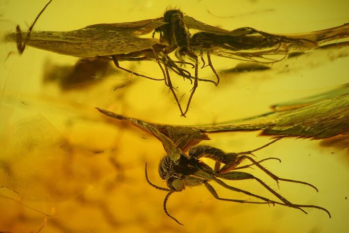 Two Detailed Fossil Flies (Diptera) In Baltic Amber #142250